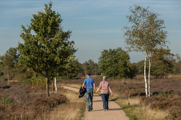 Senior citizen couple walking hand in hand on a pathway amidst a moorland heather fields and trees such as birches along the way