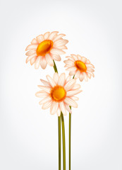 Fresh Daisy flowers, marguerite, chamomile isolated.