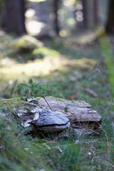 Totholz im Wald