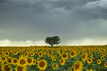 Naklejka premium Tree Summer Storm