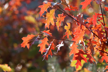 Roteiche in der Herbstfärbung