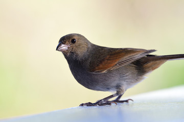 Lesser Antillean bullfinch (Loxigilla noctis)