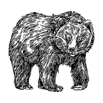Shaggy bear. Sketch. Engraving style. Vector illustration.