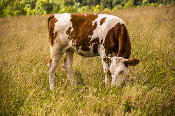 young cow in the field