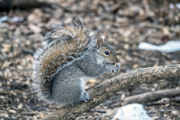 Sciurus carolinensis, eastern gray squirrel