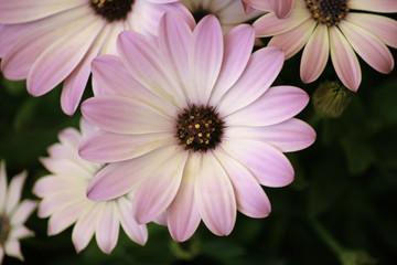 african daysy meeting