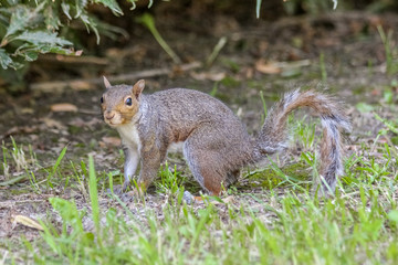 Sideview of an eastern gray squirrel (Sciurus carolinensis)