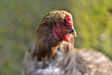 chicken searcing for food in publick park, during autumn season.