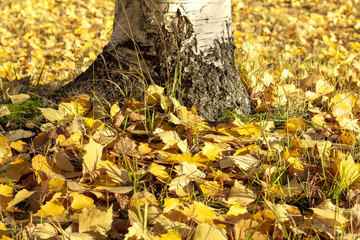 Yellow, autumn foliage under a birch.