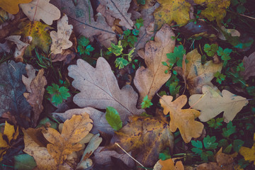 Autumn leaves