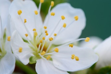 Macro shot of sloe blossom