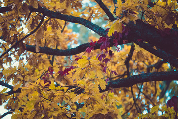 Autumn leaves