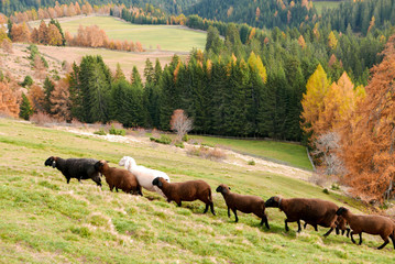 black sheep in Tyrol - 228197129