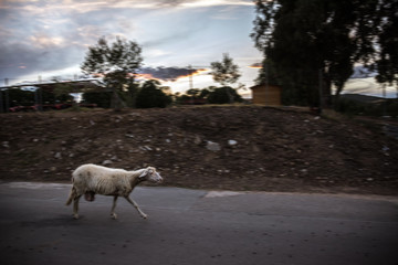 Last sheep of heard in Sardinia, Italy. Last sheep is running after its heard when going home from the field in the evening. Picture in motion blur.