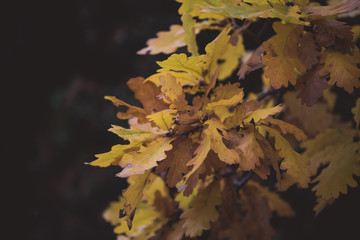 Autumn leaves