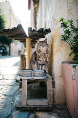 Cat sitting under bench on the street of Athens