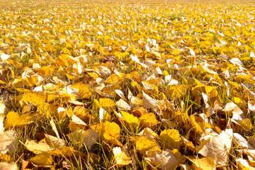 Yellow, autumn foliage covered the earth leaving afar.