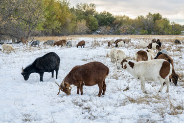 gout grazing snow covered meadow in Colorado