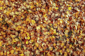 Yellow leaves lie on the earth.