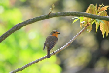 robin bird on a branch