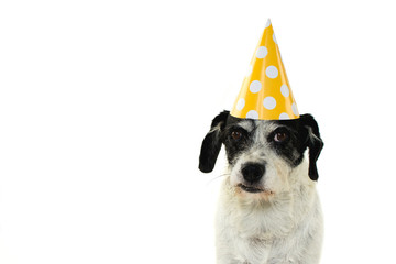 FUNNY BLACK DOG CELEBRATING A BIRTHDAY OR NEW YEAR WITH A YELLOW AND WHITE POLKA DOT PARTY HAT. ISOLATED AGAINST WHITE BACKGROUND WITH COPY SPACE