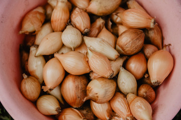 Pile of bulb onions in basket before seeding. Onions background. Ripe onions. Film style with grain.