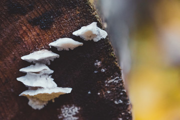 mushroom nature 