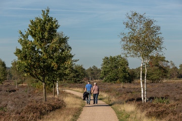 Obraz premium Couple walking hand in hand on a pathway amidst a moorland heather fields and trees such as birches along the way