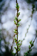 Branch of young leaves of sea buckthorn or Hippophae in early spring, selective focus. Important natural remedy. Film style with grain.