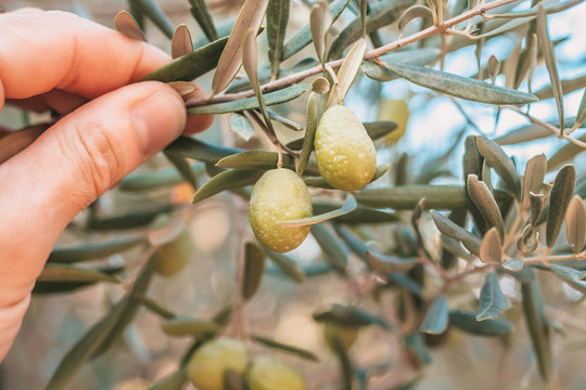 Olives on Farmer's Hand - Autumn in France