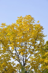 tree in a park in autumn with yellow leaves