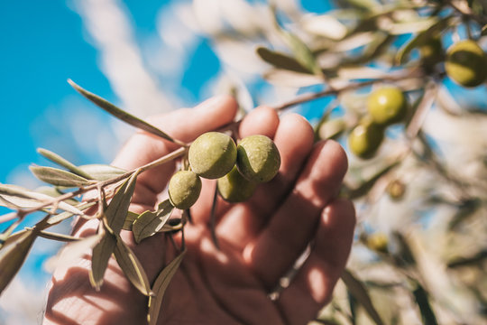 Farmer shows harvest olives - autumn in France
