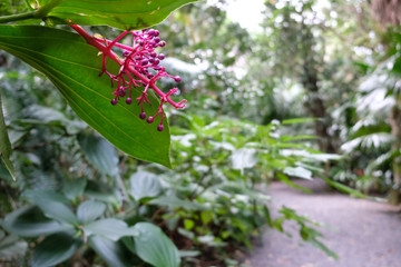 Obraz premium Baies sur l'Ile de la Réunion