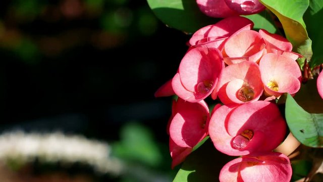4k dolly shot,Crown of thorns or Christ Thorn flower - Euphorbia milli - Euphorbia Milia Desmoul.
