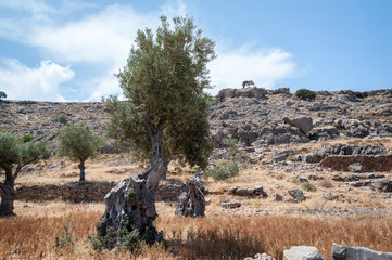 Olive tree. Olive tree wild grove on Island of Rhodes, Greece.