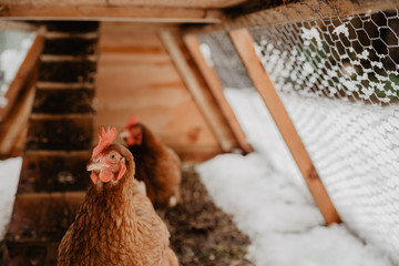 Brown chickens in home made chicken coup at the rural backyard, in winter. Cinematic effect.
