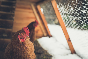 Brown chickens in home made chicken coup at the rural backyard, in winter. Matte effect. - obrazy, fototapety, plakaty