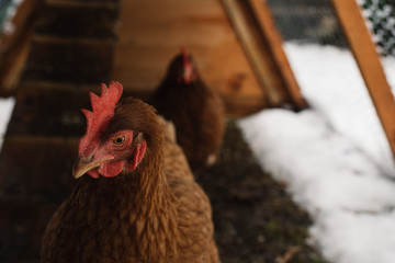 Brown chickens in home made chicken coup at the rural backyard, in winter.