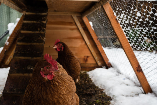 Brown Chickens In Home Made Chicken Coup At The Rural Backyard, In Winter.