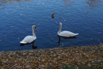Fototapeta premium graceful white swans