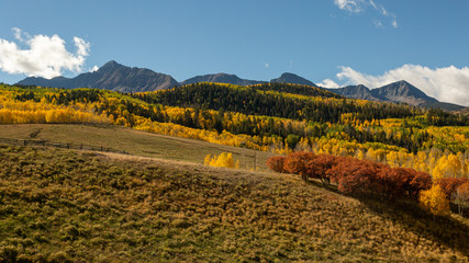 Autumn landscape Colorado USA. Golden Aspen trees. 