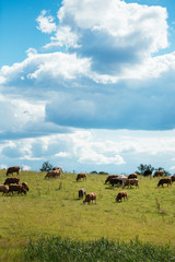 Brown cows on green field and blue sky with cumulus clouds in Latvia