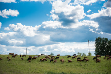 Brown cows on green field and blue sky with cumulus clouds in Latvia