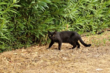 Blacak cat in its natural environment.