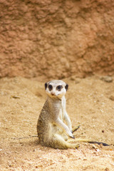 Fototapeta premium Funny Meerkat Manor sits in a clearing at the zoo