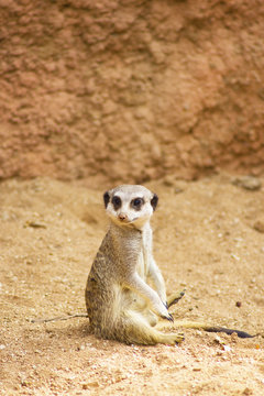 Funny Meerkat Manor sits in a clearing at the zoo