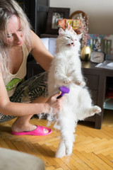 Woman using a comb brush the Albino cat. Cat chewing a brush