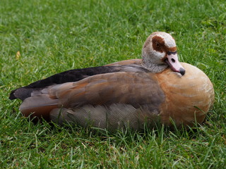 Nilgans - Alopochen aegyptiaca