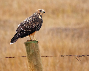 bird of prey