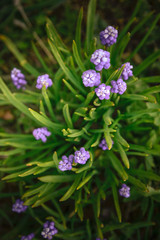 Blue spring flower, grape hyacinth in green grass in garden (Muscari armeniacum) in spring. Shallow depth of field, flat lay.